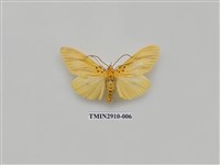 藏品(夜蛾3)的圖片